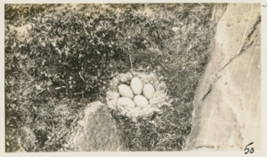 Image: Eider Duck's nest